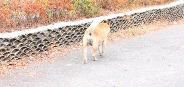 晟红网 注射狂犬疫苗也并不能100%保护，那被猫狗咬伤后，该怎么办？