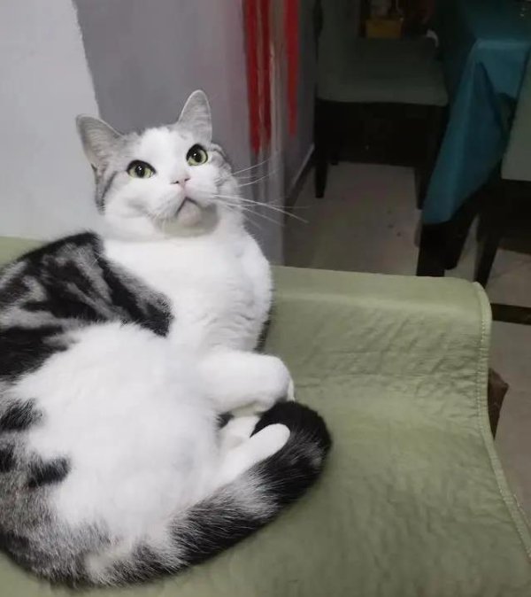 楠希配资 猫咪半夜炸毛盯着墙，真的看见鬼了？你家猫咪也这样吗